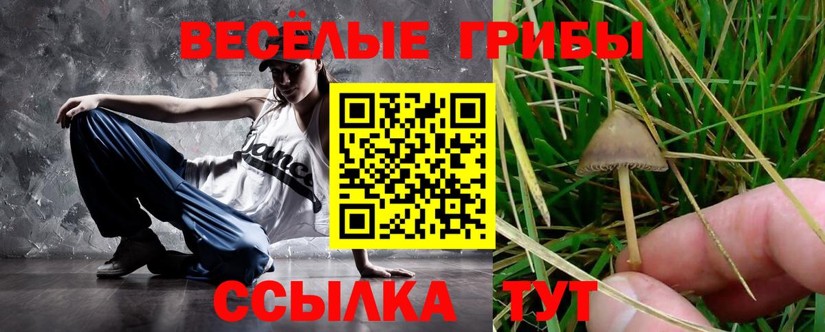 Псилоцибиновые грибы Psilocybe Черкесск